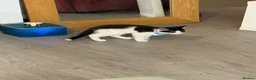 British Shorthair cats for sale: Beautiful BSH  - Advert 27