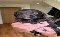 Cocker Spaniel dogs for sale: Gorgeous Cocker puppies  - Image 1
