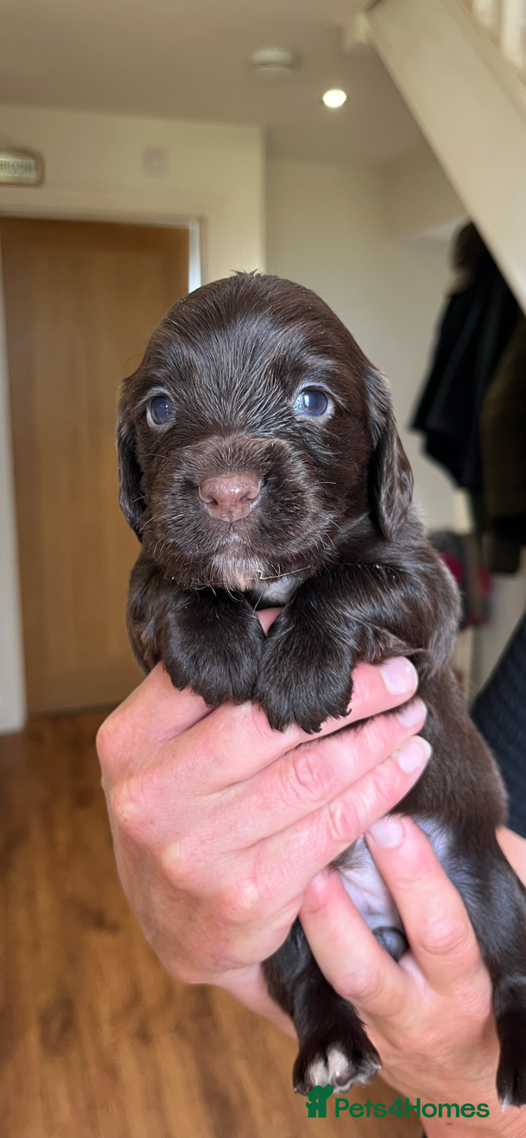 Cocker Spaniel dogs for sale: Gorgeous Cocker puppies  - Image 1