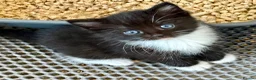 Siberian cats for sale: Pedigree Siberian Kittens in Droitwich - Advert 4