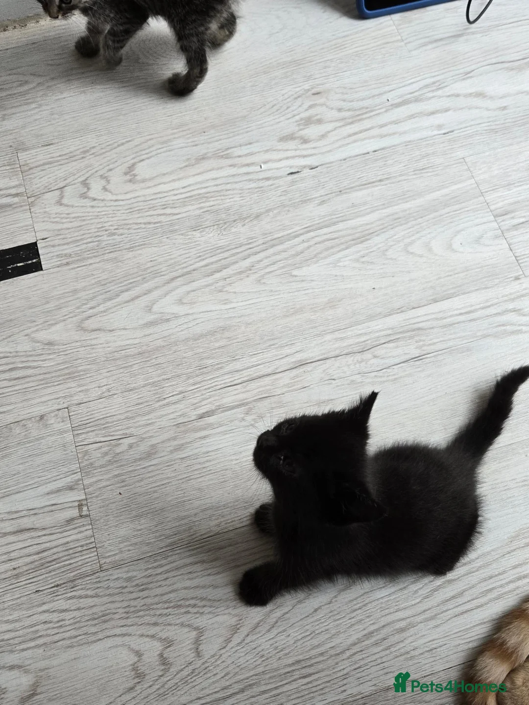 British Shorthair cats for sale: Kittens  - Advert 2