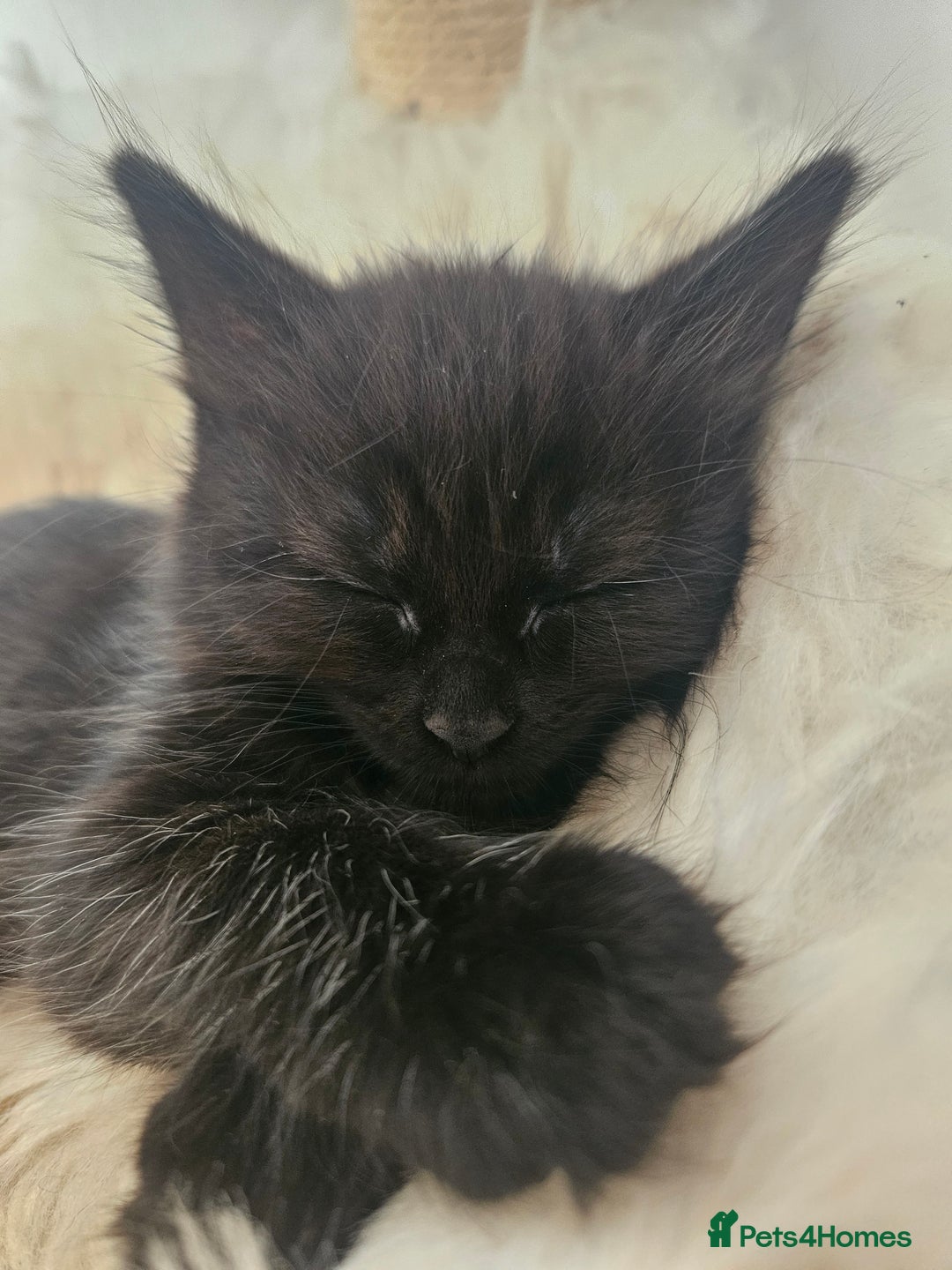 Mixed Breed cats for sale: 5 kittens for sale  - Image 5