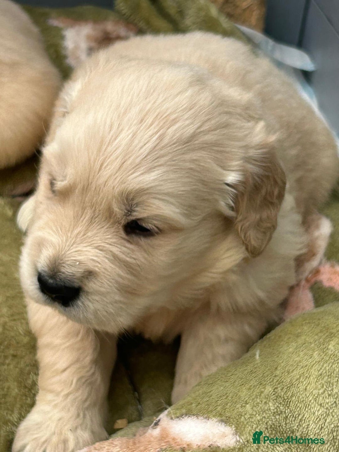 Golden Retriever dogs for sale: Superb litter Kc reg health tested goldens - Image 6
