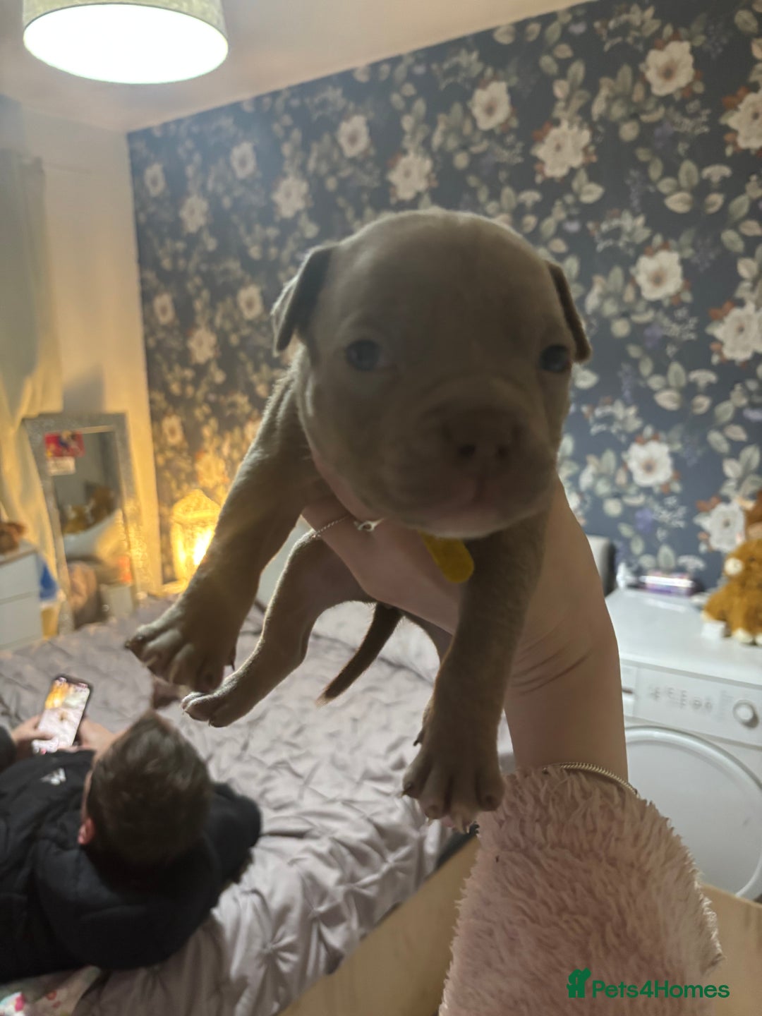 American Bully dogs for sale: Pocket Bully Puppies - Advert 38