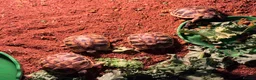 Tortoise reptiles for sale: Testudo Hermanni tortoises for sale-3 months old  - Advert 7