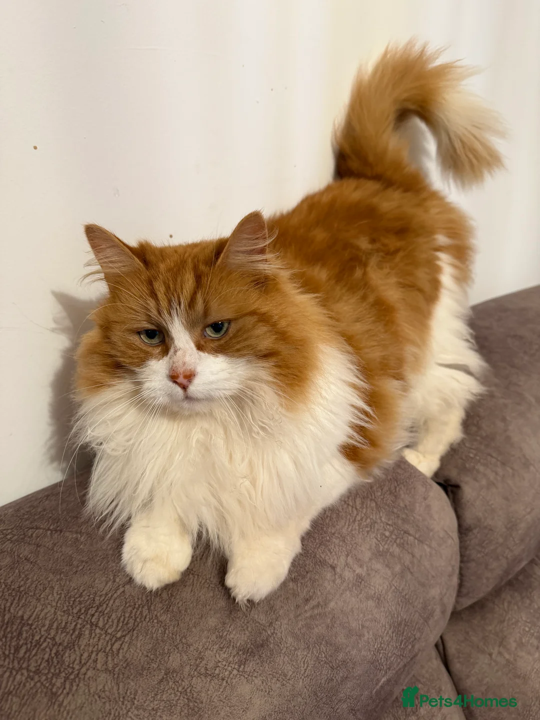 Mixed Breed cats for sale: 7 year old maincoon cross girl - Advert 2