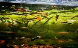 Live Bearers fish for sale: Guppy fry - Image 12
