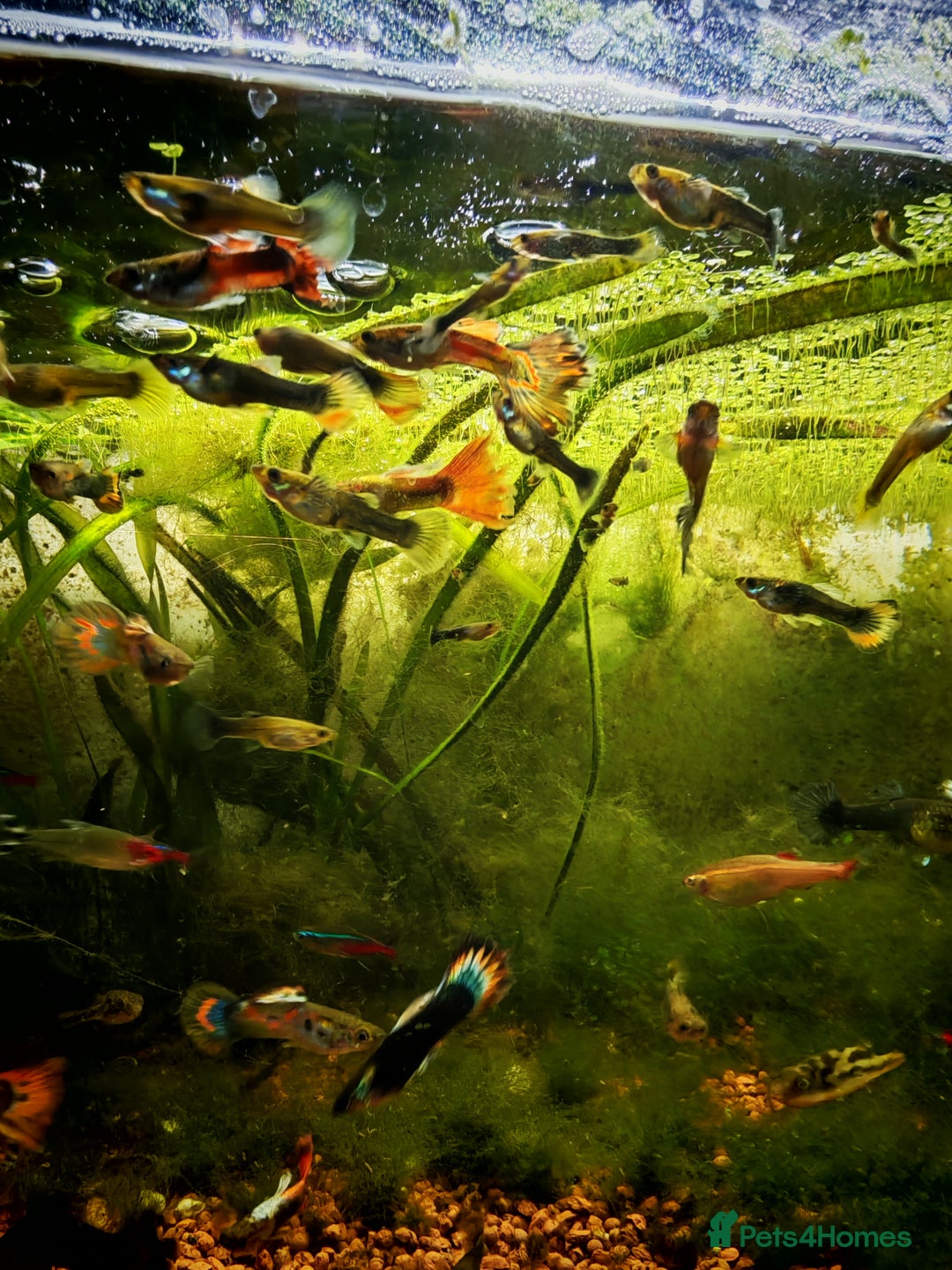 Live Bearers fish for sale: Guppy fry - Image 12
