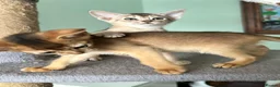 Abyssinian cats for sale: TICA Abyssinian kittens  - Advert 7