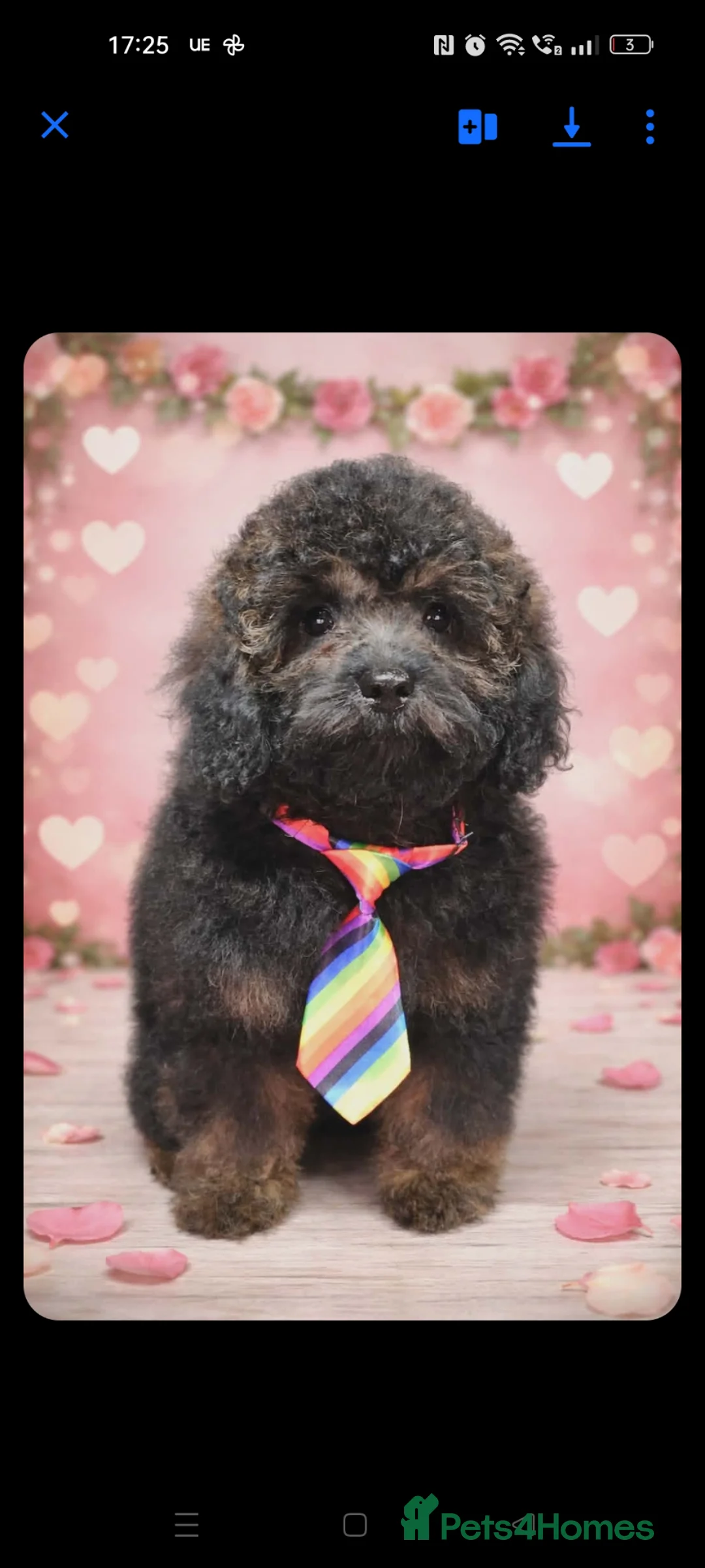 Shihpoo dogs for sale: F1b Fully Health Tested Shihpoo (1 boy left) - Advert 1