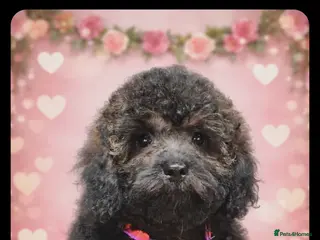 Shihpoo dogs F1b Fully Health Tested Shihpoo (1 boy left) - Advert 5