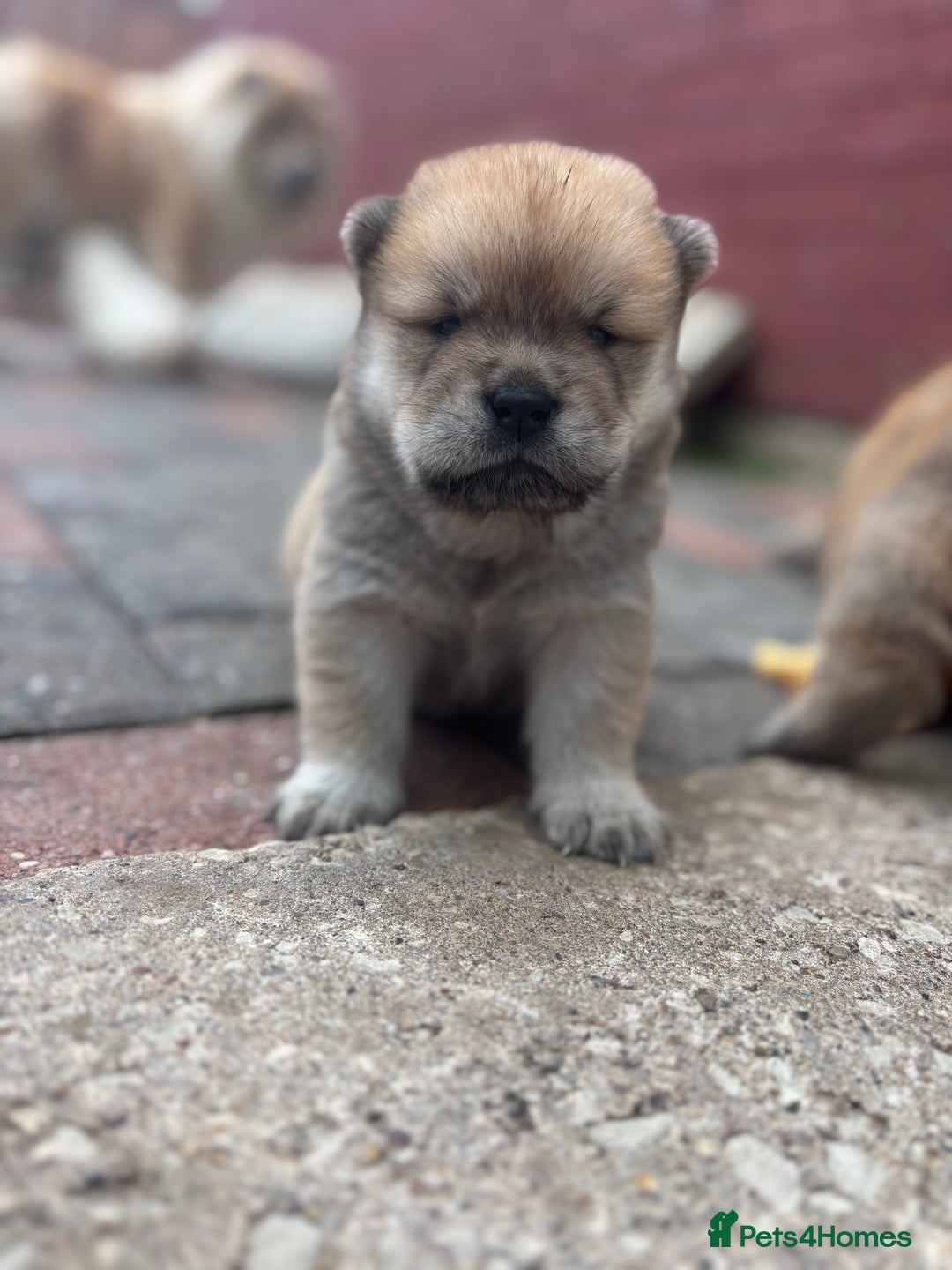 Chow Chow dogs for sale: chow chow puppies  - Image 22