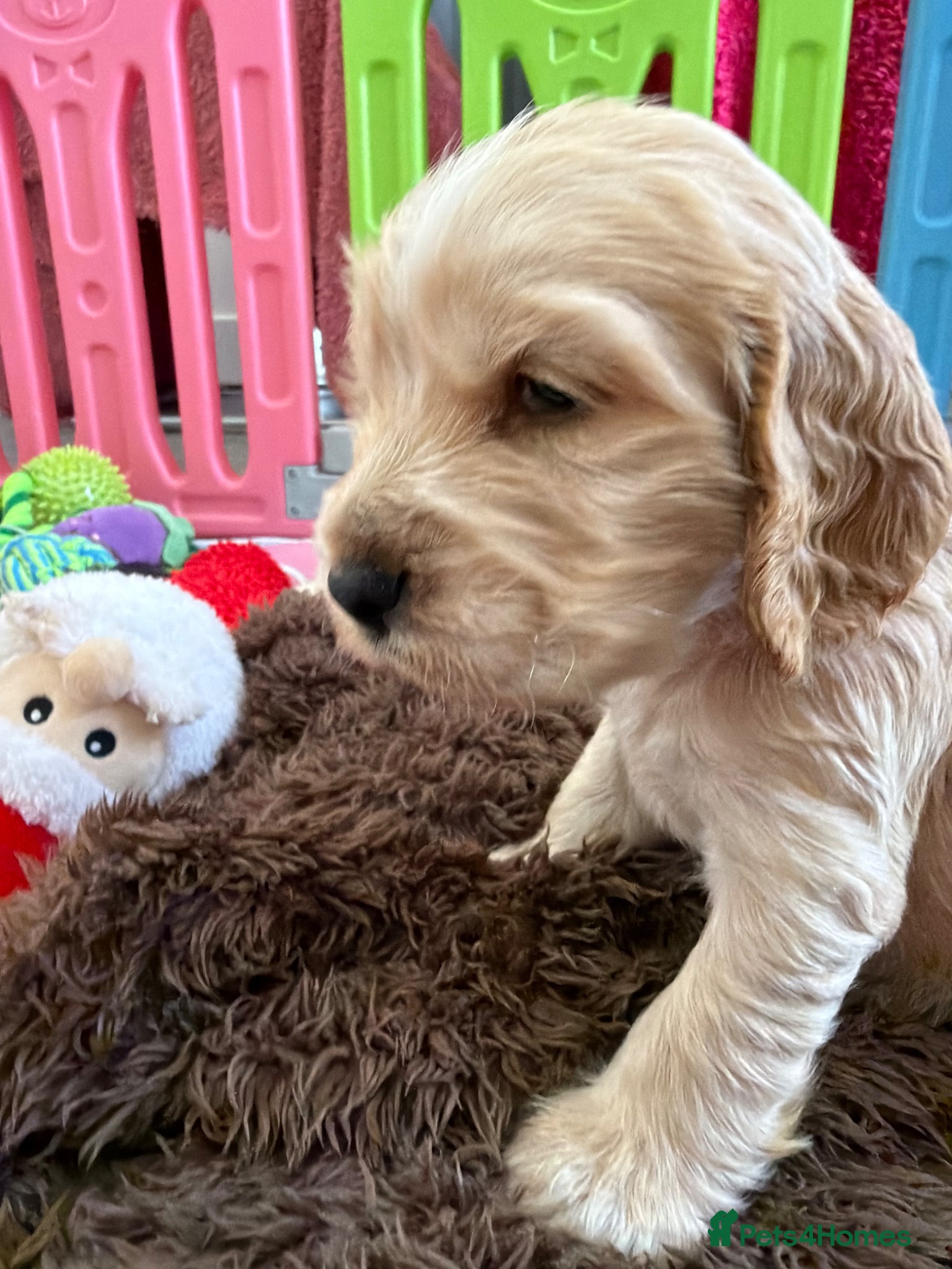 Cocker Spaniel dogs Show Spaniel puppies Rare Italian import line  - Advert 10