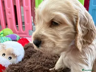 Cocker Spaniel dogs Show Spaniel puppies Rare Italian import line - Advert 10