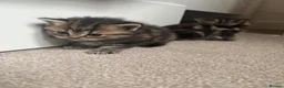 Mixed Breed cats for sale: Gorgeous Healthy Kittens  - Advert 12