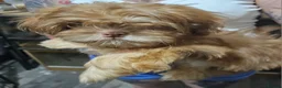 Shih Tzu dogs for sale: Chocolate/ Liver Shih Tzu Puppies - Advert 18