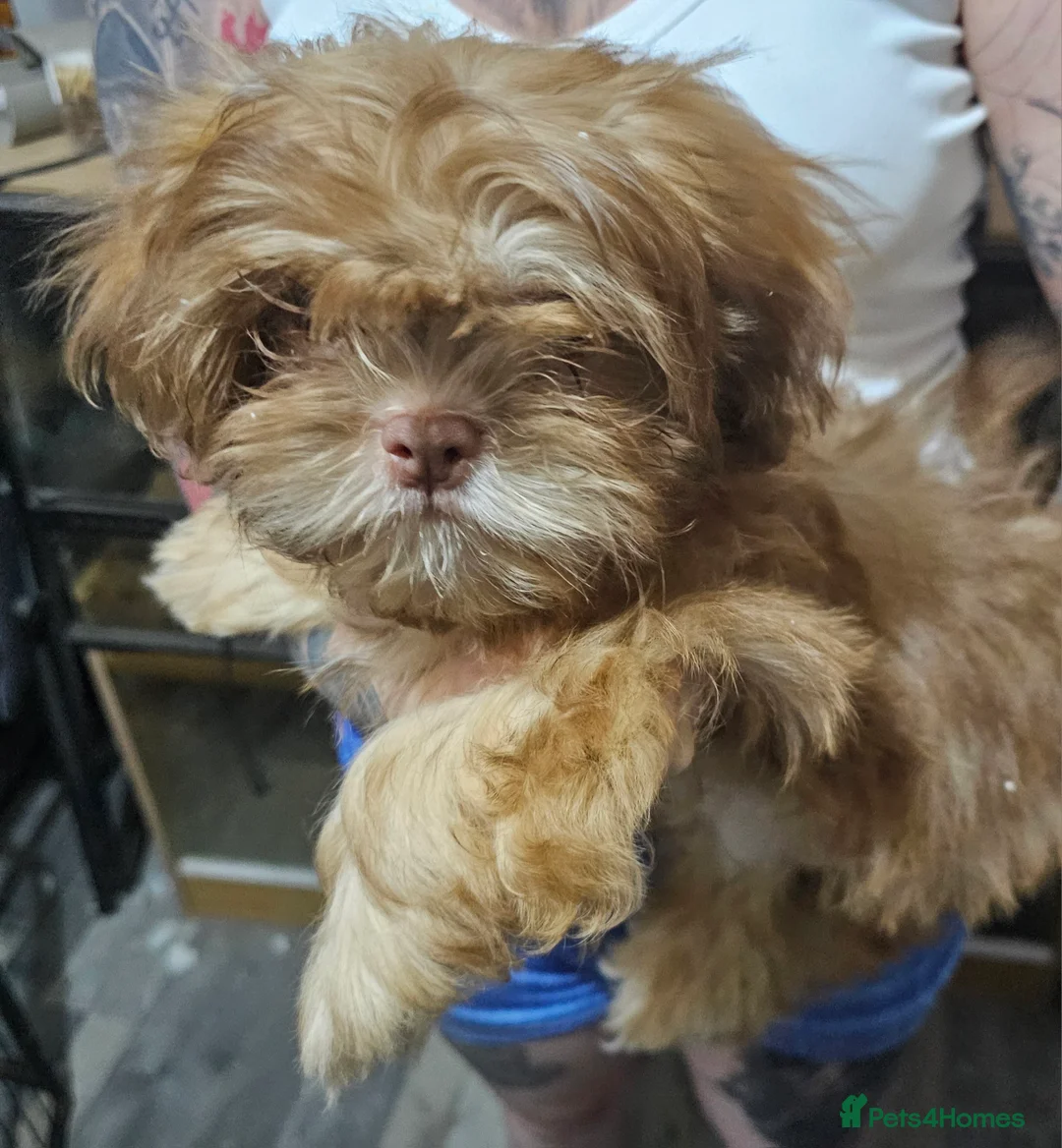 Shih Tzu dogs for sale: Chocolate/ Liver Shih Tzu Puppies - Advert 18
