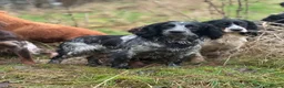Cocker Spaniel dogs for stud: Stunning Homebred Blue Roan at Stud - Advert 5