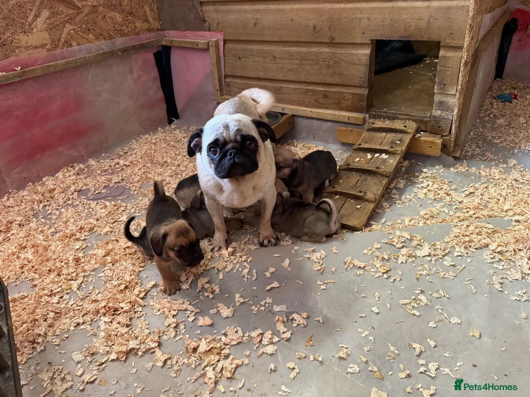 Mixed Breed dogs for sale: Stunning pug x dachshund  in Liskeard - Advert 2