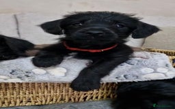 Jackapoo dogs for sale: Jackapoo - Image 4