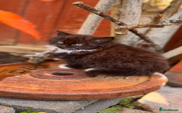 Mixed Breed cats for sale: two boys and a girl - Image 3