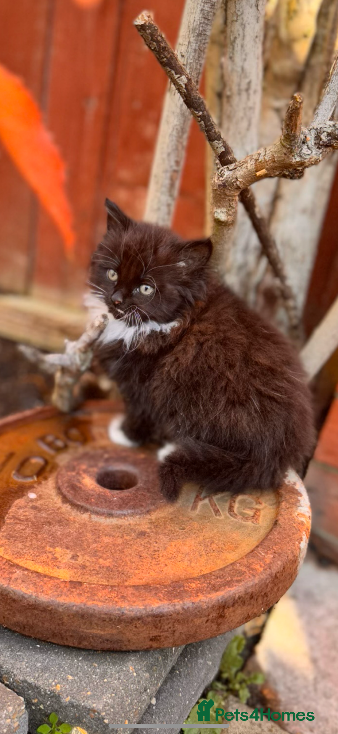 Mixed Breed cats for sale: two boys and a girl - Image 3