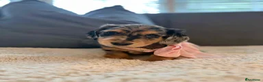 Miniature Dachshund Puppy 4