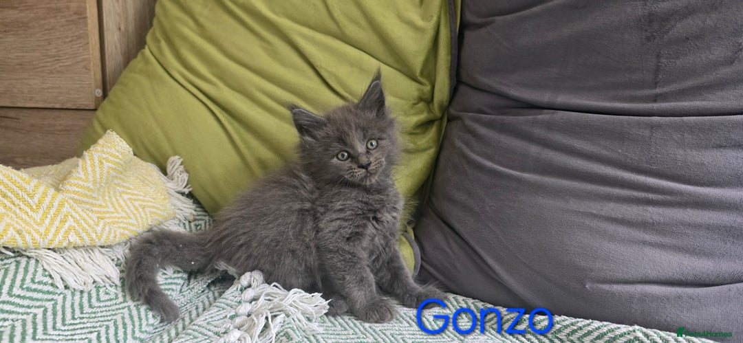 Maine Coon cats for sale: Maine Coon Kittens reservation  - Image 6