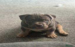 American Bully dogs for sale: Micro/Pocket Bully Puppy - Image 3