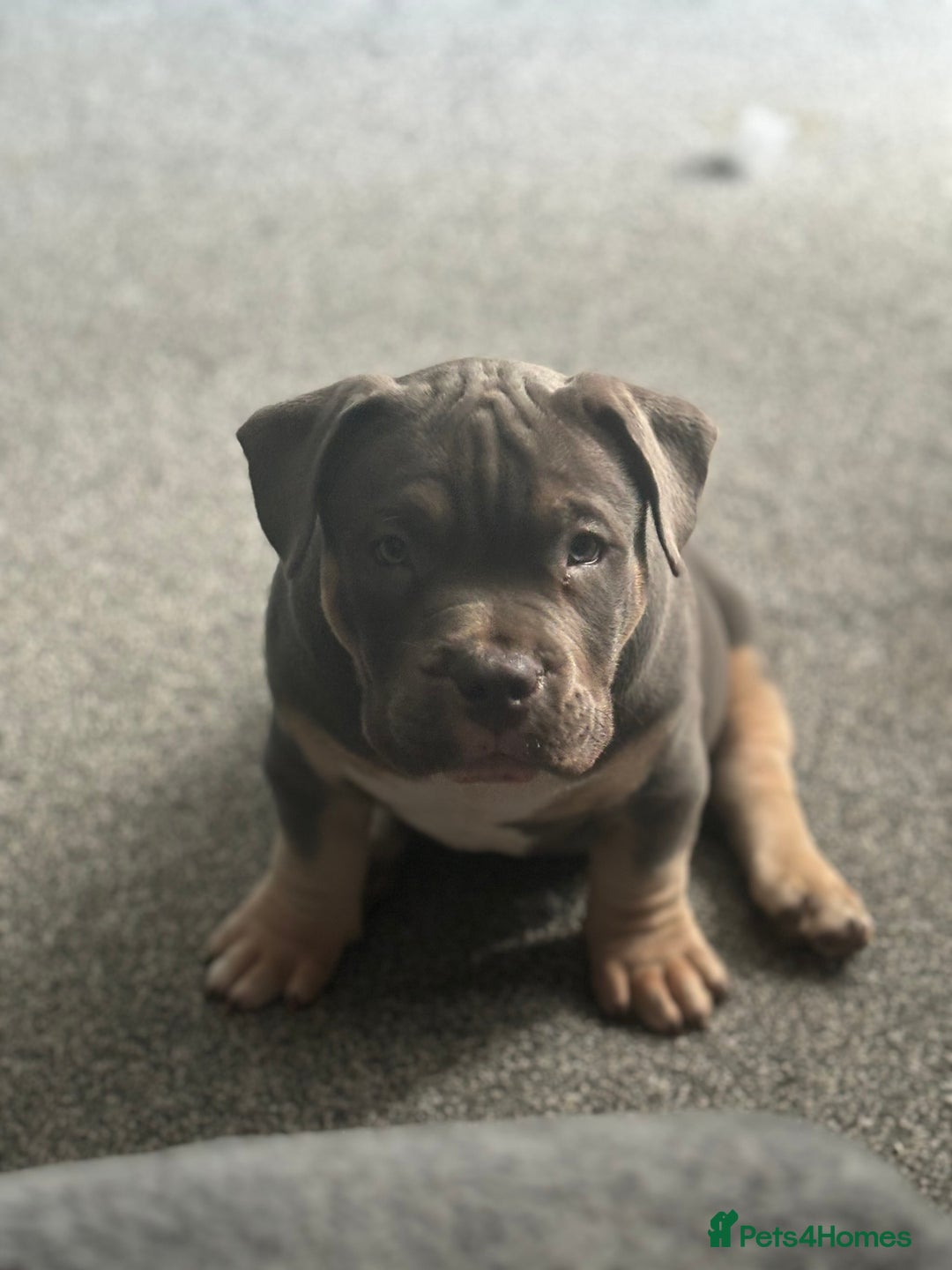 American Bully dogs for sale: Micro/Pocket Bully Puppy - Image 3