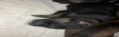 German Shepherd 6