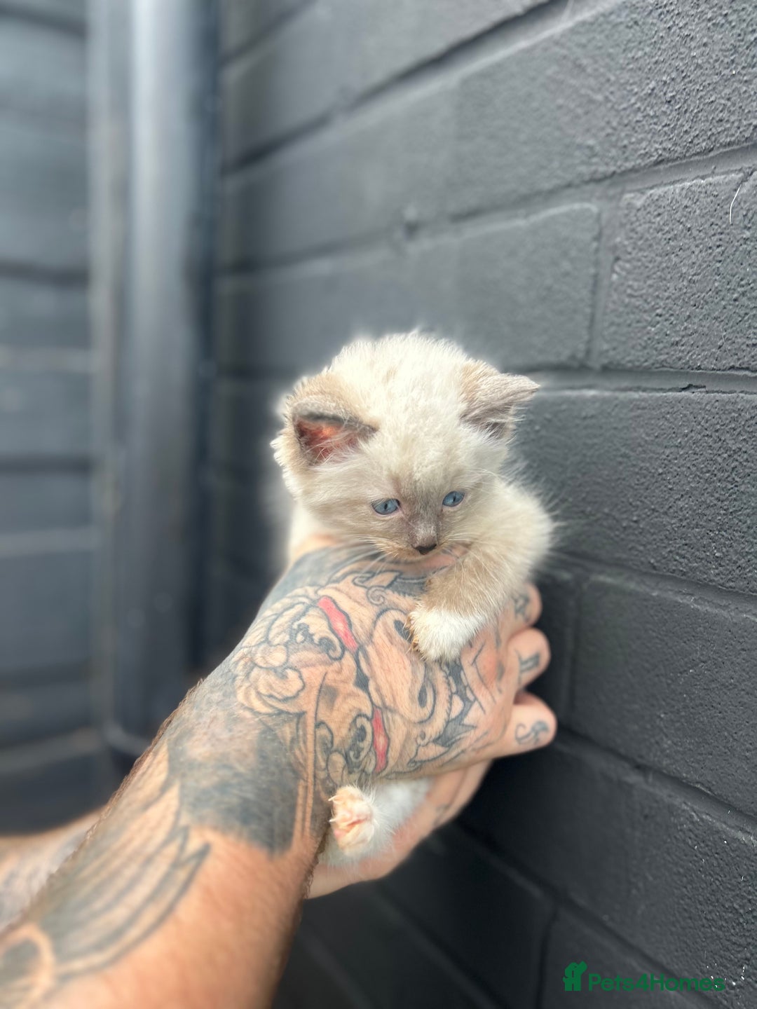 Ragdoll cats for sale: 2 MALE RAGDOLLS AVAILABLE  - Image 5
