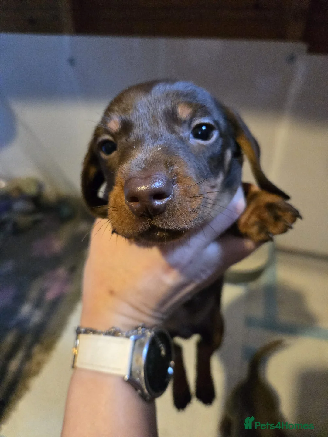 Miniature Dachshund dogs for sale: Stunning miniature dachshund pups - Advert 13