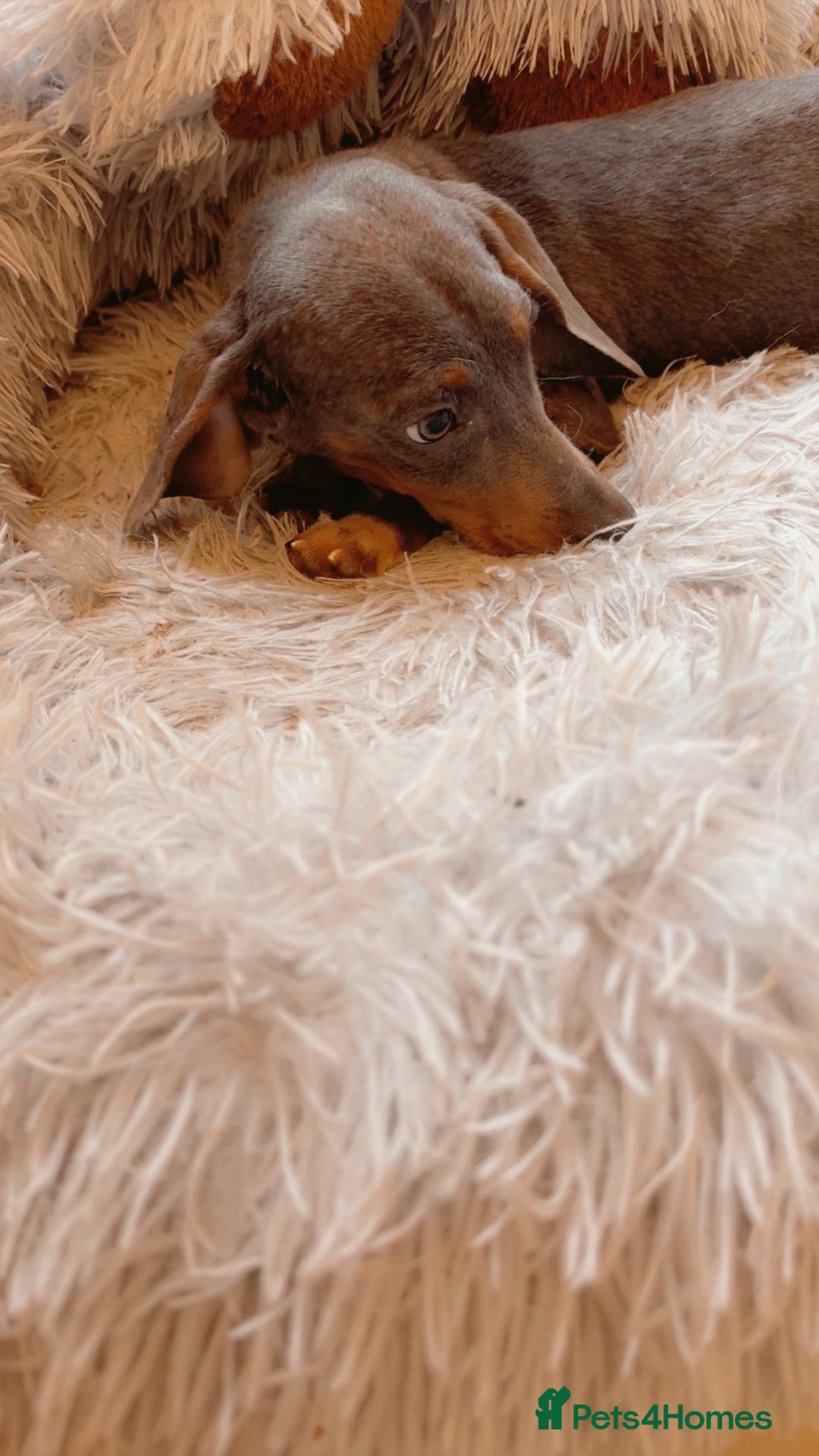 Dachshund dogs for sale: Dachshund girl  - Advert 2