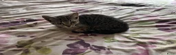 Mixed Breed cats for sale: Kittens  - Advert 5
