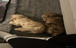 Cockapoo dogs for sale: Stunning health tested F1b cockerpoo puppies - Advert 7