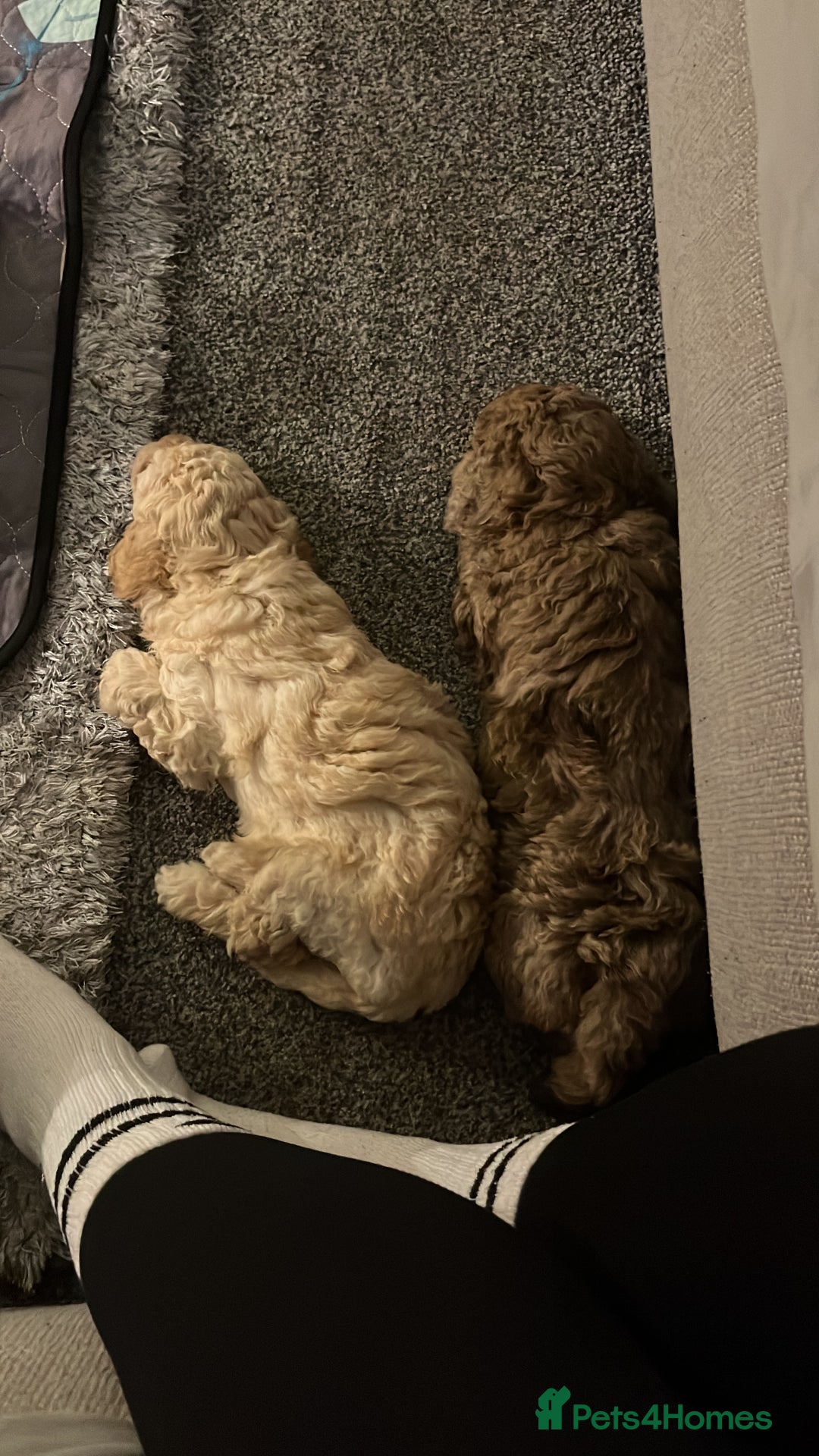 Cockapoo dogs for sale: Stunning health tested F1b cockerpoo puppies - Advert 7