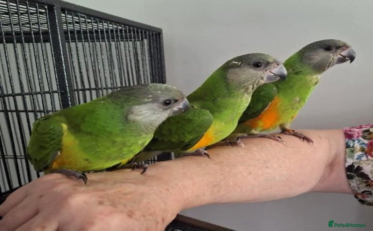 Budgerigars birds - Advert 1