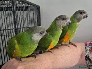 Budgerigars birds - Advert 16