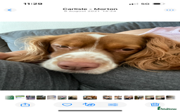 Cocker Spaniel dogs for sale: Free Cocker Spaniel to good home - Image 2