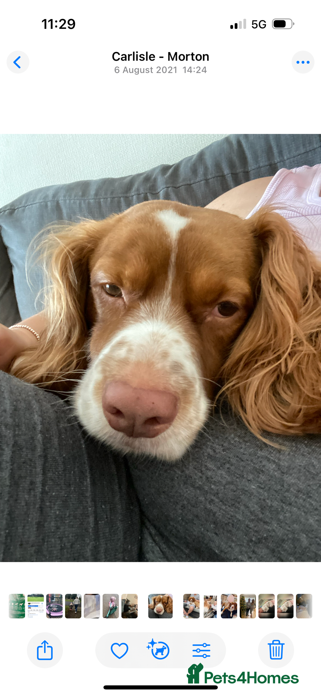 Cocker Spaniel dogs for sale: Free Cocker Spaniel to good home - Image 2