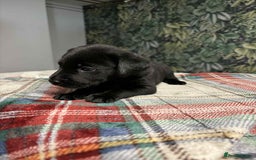 Labrador Retriever dogs for sale: 6 beautiful boy Labrador retrievers  - Image 4