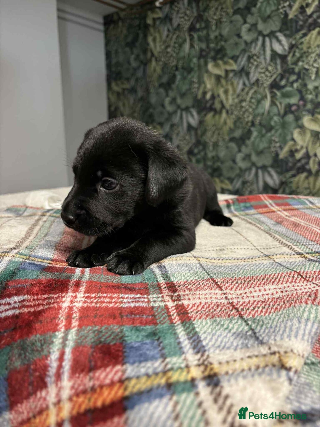 Labrador Retriever dogs for sale: 6 beautiful boy Labrador retrievers  - Image 4