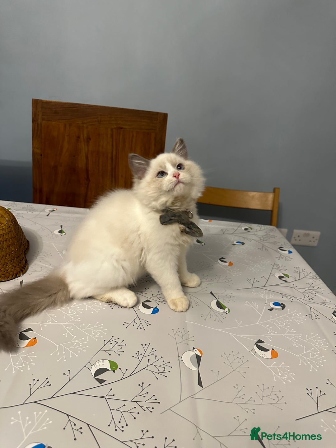 Ragdoll cats for sale: TICA Registered Ragdoll Kittens - Advert 37