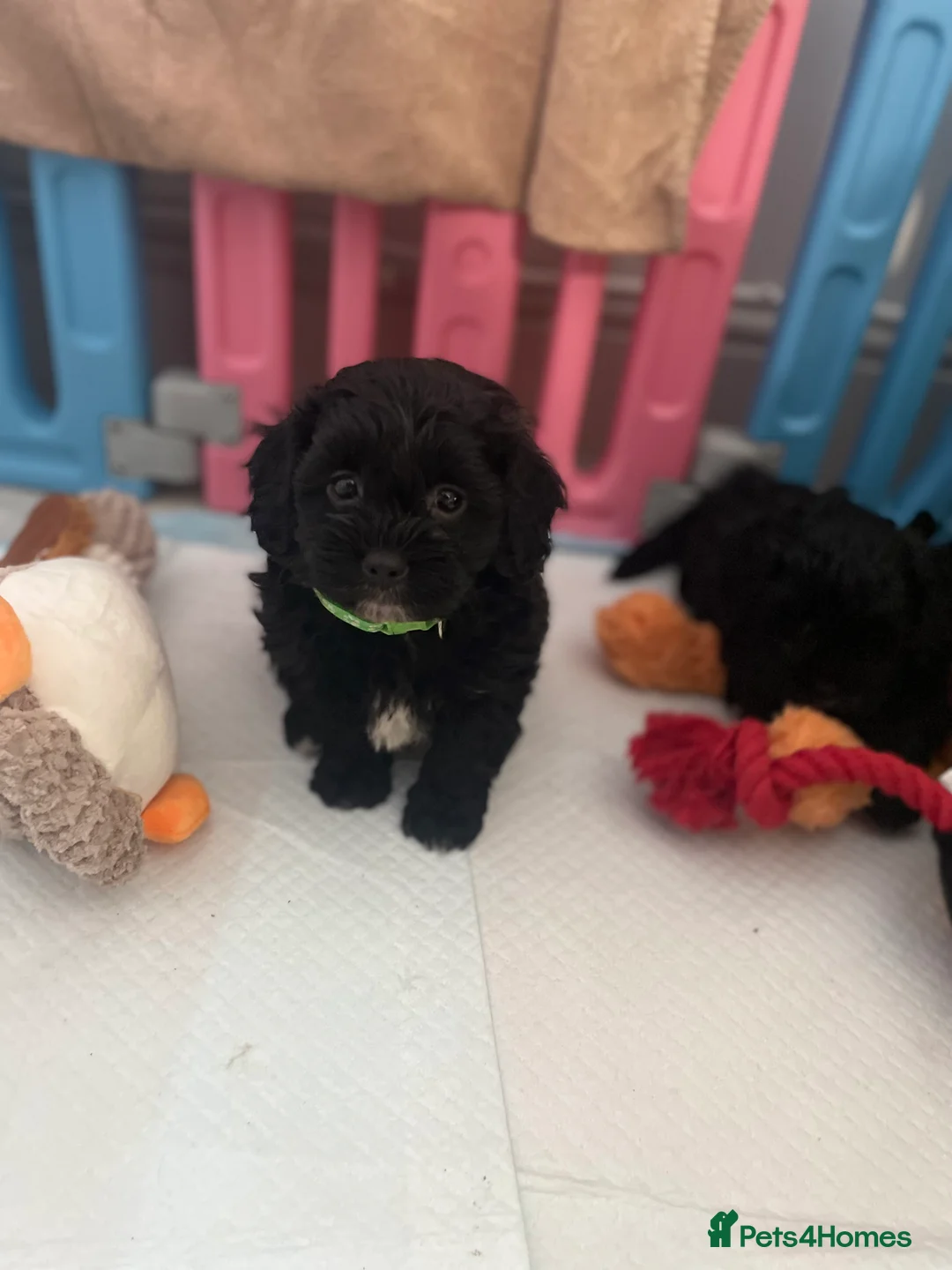 Shihpoo dogs for sale: Shihpoo pups DNA health tested dad - Advert 2