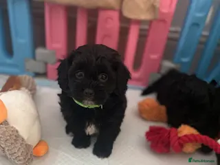 Shihpoo dogs Shihpoo pups DNA health tested dad - Advert 7