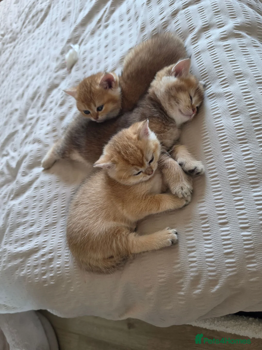 British Shorthair cats for sale: Black Golden Shaded British Shorthair Kittens - Advert 2