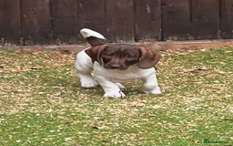 Dachshund dogs for sale: Min dachshund x teckel ( standered dachshund) - Image 4