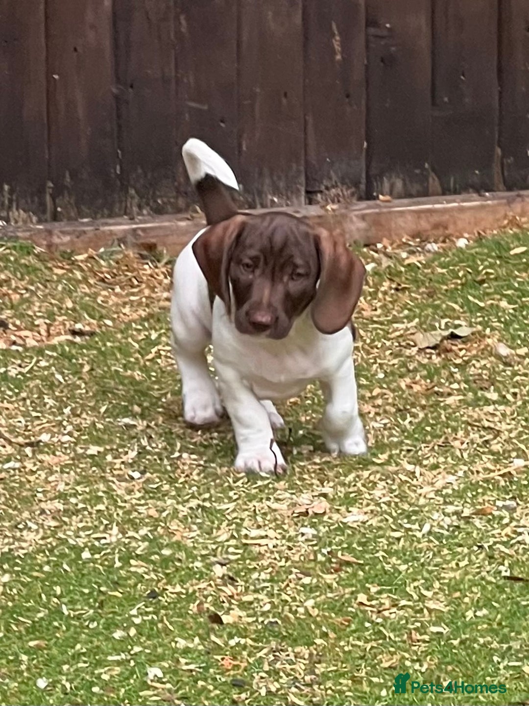 Dachshund dogs for sale: Min dachshund x teckel ( standered dachshund) - Image 4