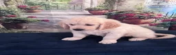 Golden Retriever dogs for sale: Beautiful Golden Retriever puppies - Advert 12